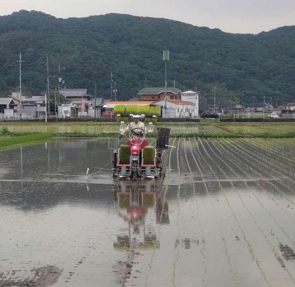 田植えの風景